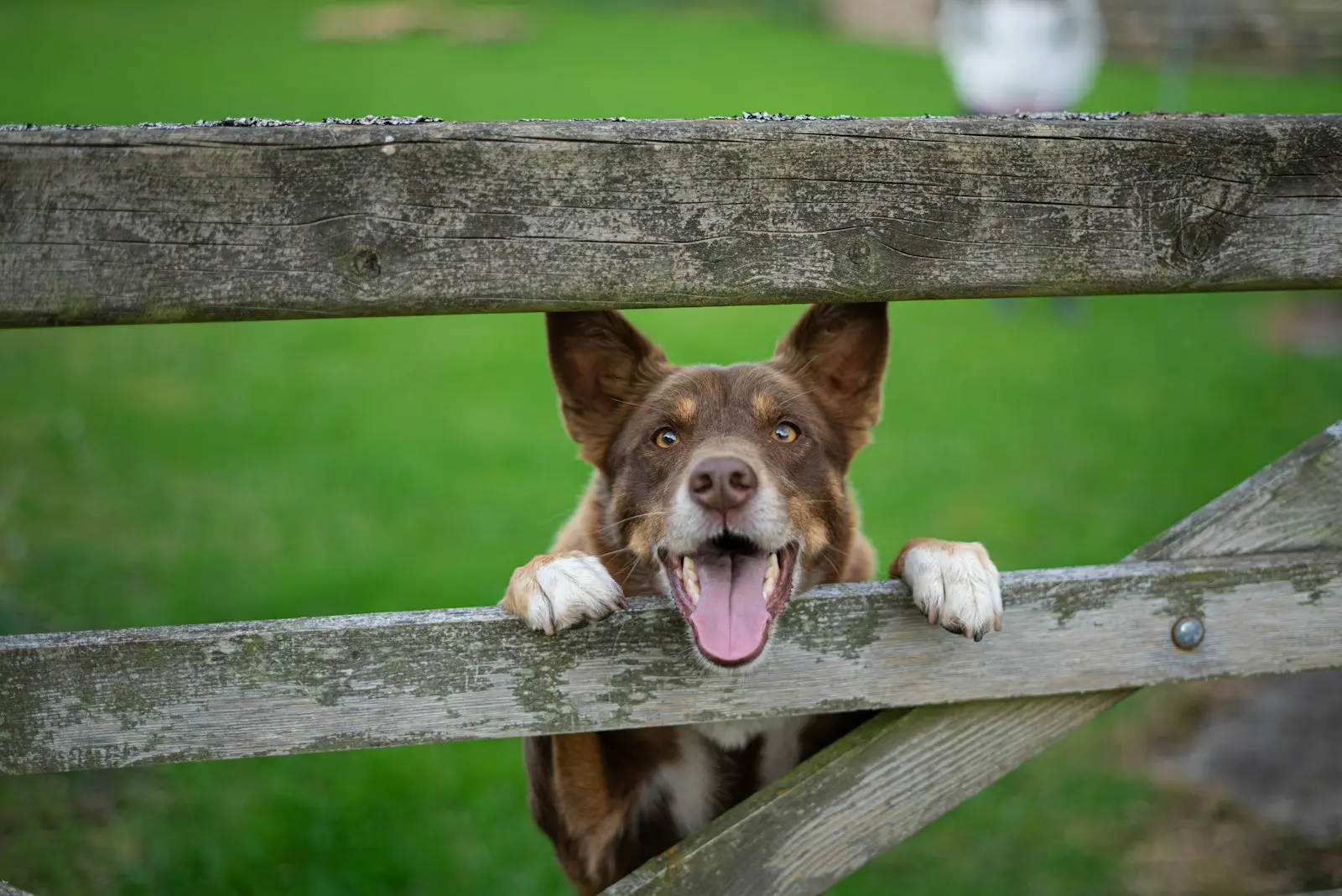 An alert brown and white farm dog watching from behind a wooden pasture gate