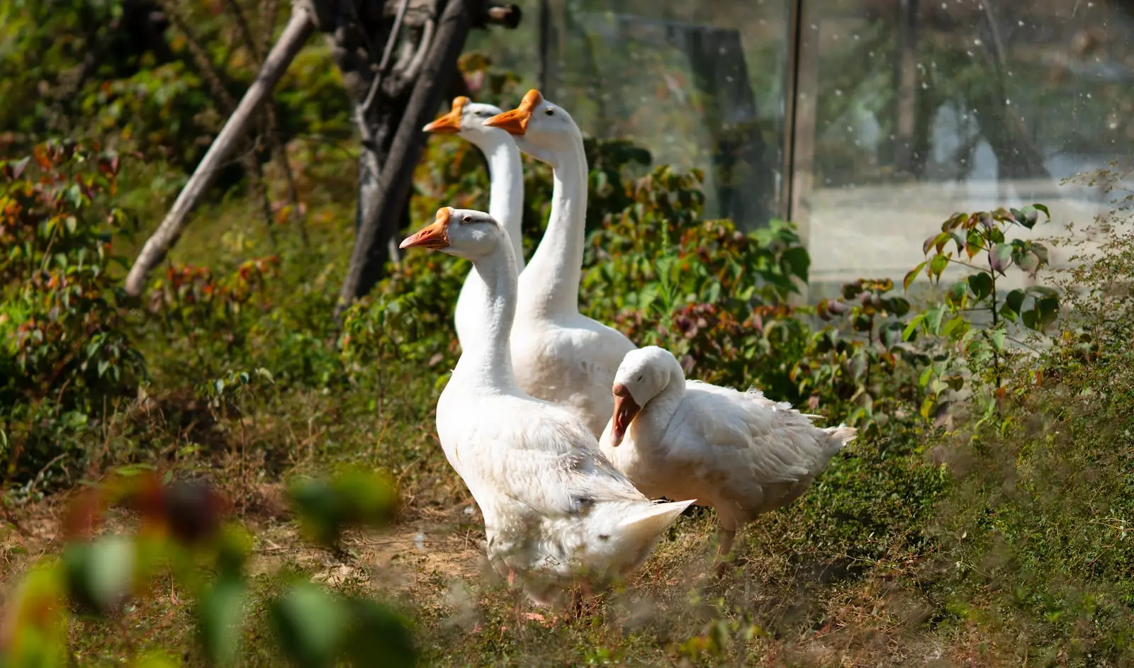 Three white domestic geese foraging in a homestead yard