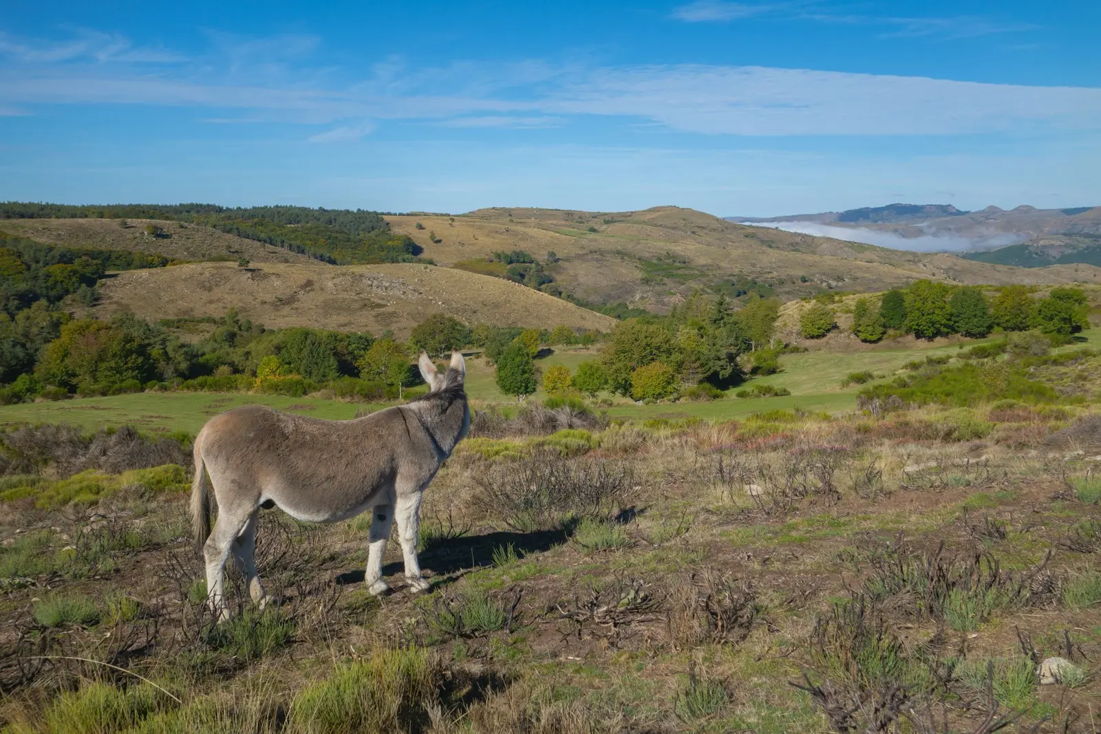 A donkey standing watch in an open pasture overlooking rolling hills
