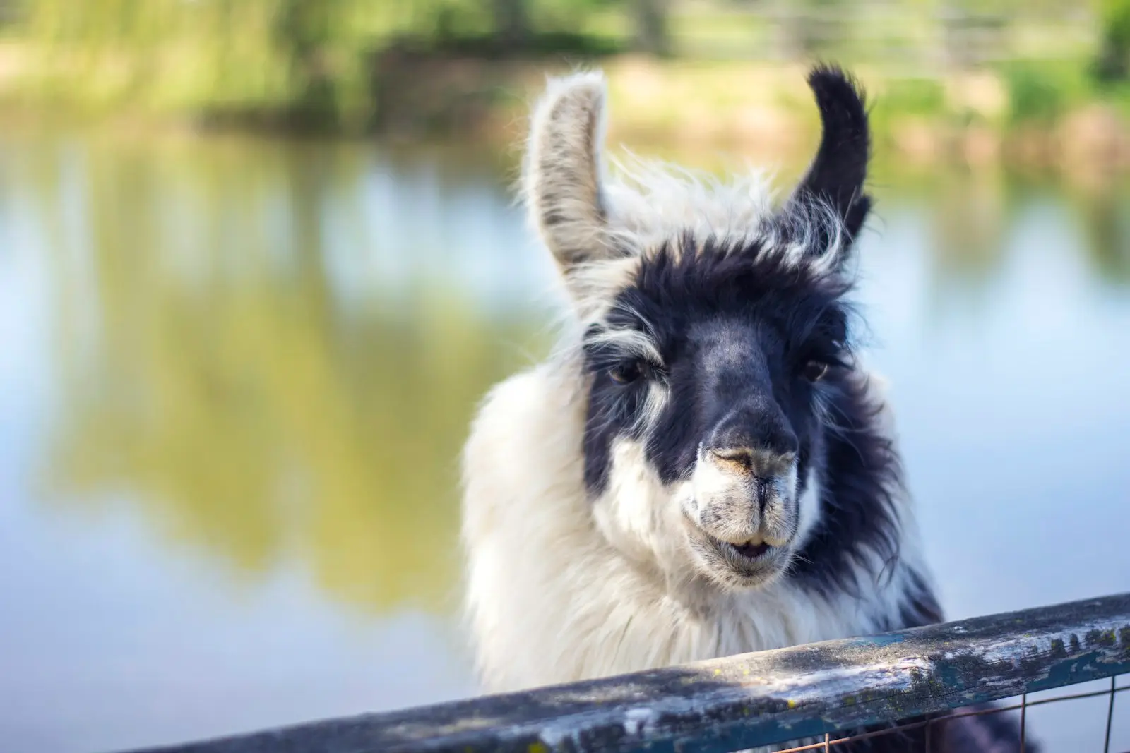 A black and white llama looking over a farm fence