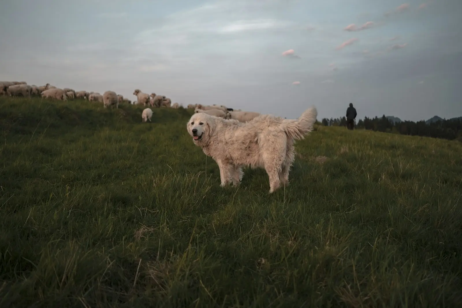 A white livestock guardian dog standing watch over a flock of sheep in a hillside pasture at dusk