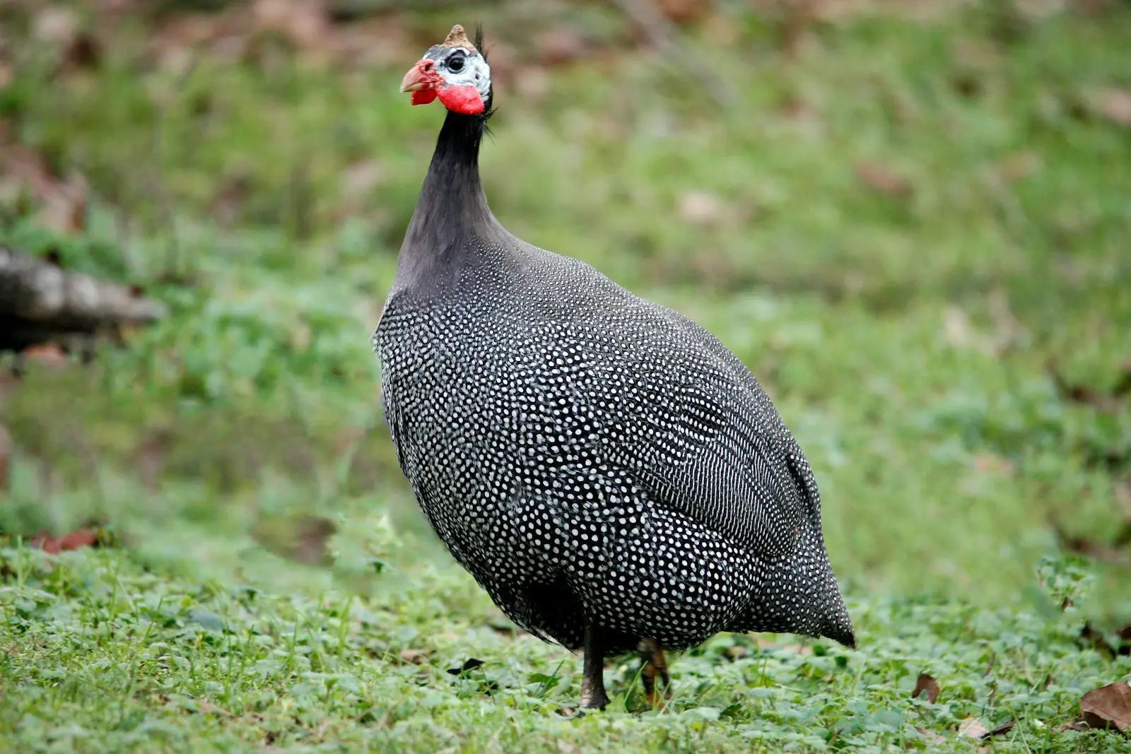 A helmeted guinea fowl standing in green grass
