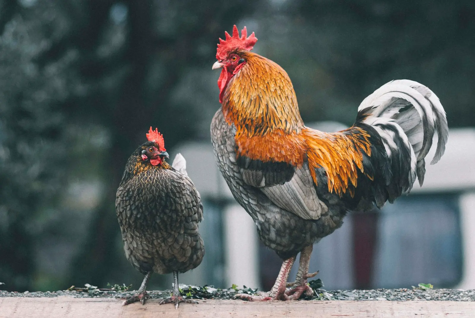 A colorful rooster standing alongside a hen on a homestead