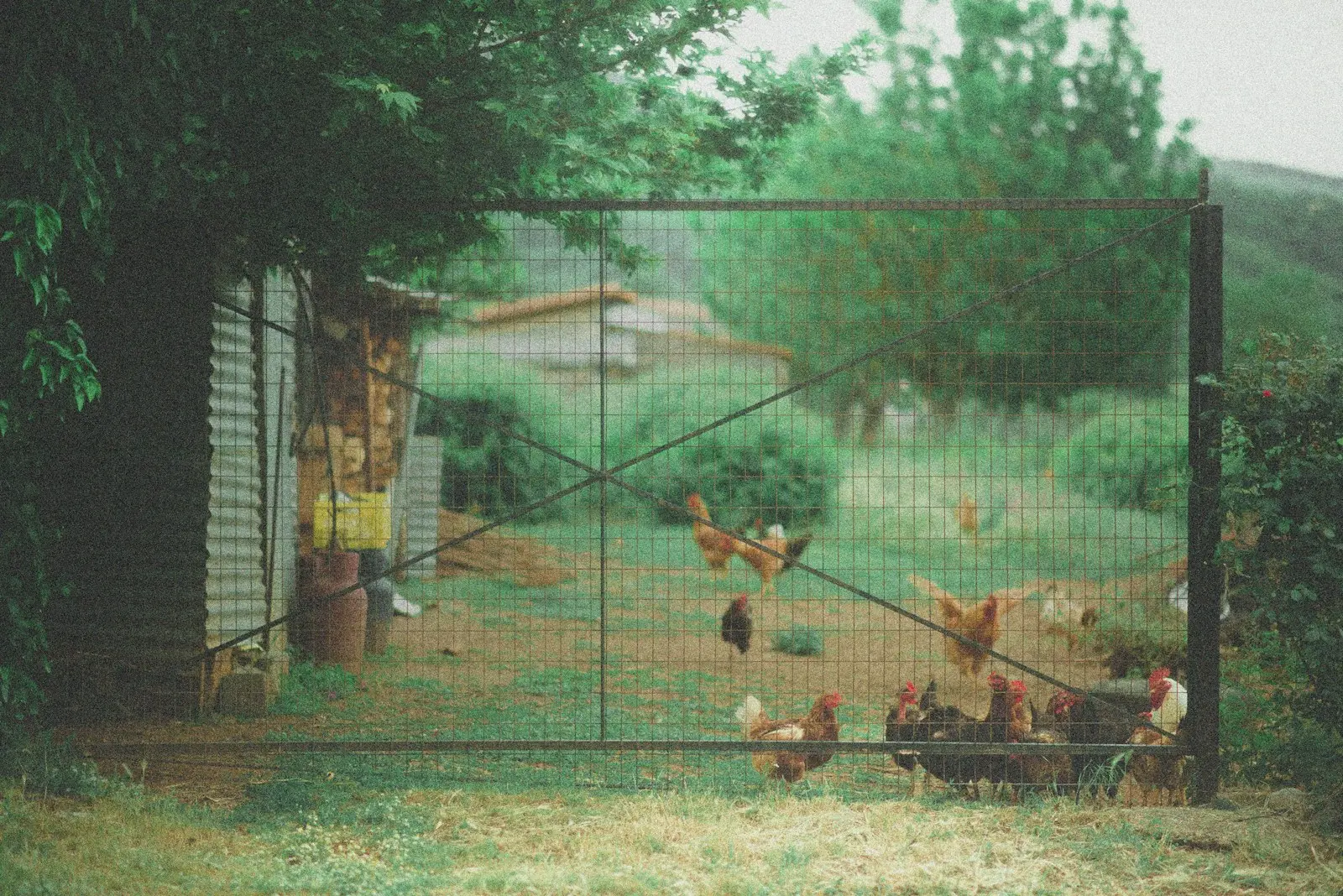 Chickens inside a wire-fenced run beside a homestead shed